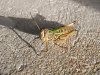 Grasshopper2A.jpg