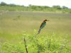 Bee-eater2A.jpg