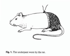 the-underpant-worn-by-the-rat1.jpg