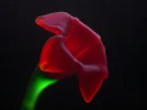 glowing flower.webp
