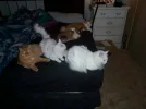 feline_orgy.webp