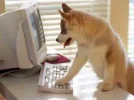 com.webp