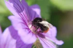 bee.webp