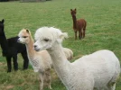 Alpacas.webp