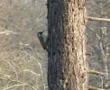 greenwoodpecker.webp