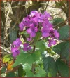 Flower.webp