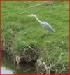 heron.webp