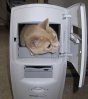 cat_in_computer.jpg