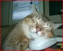 Cat.webp