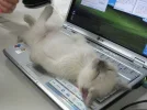 Cat5.webp