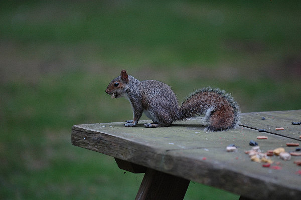 squirrel_dof.jpg