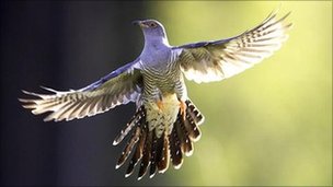 _53009177_common_cuckoo_1_photolibrary.jpg