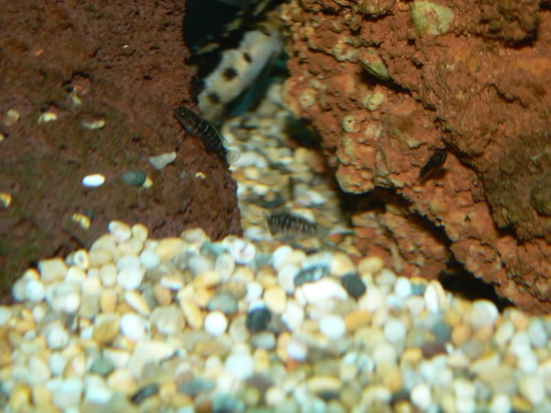 P1000642.jpg