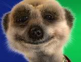Meerkat.jpg