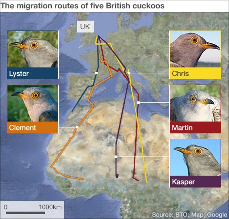 _54681941_cuckoo_migration3_464.jpg