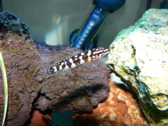 P1000492-1.jpg