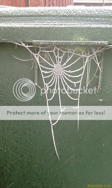 web.jpg