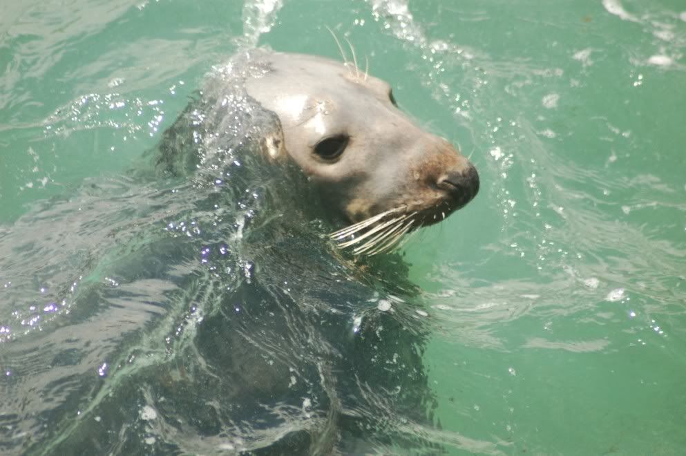 seal.jpg