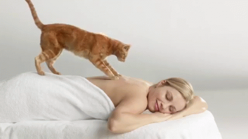 massage-cat-funny-kittymassage-gif-3454569.gif